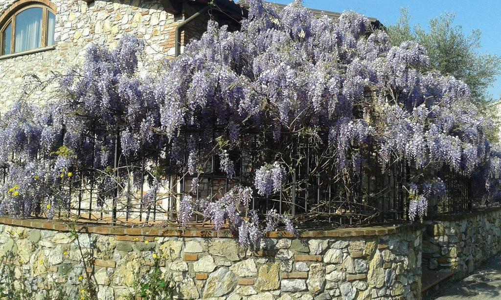 Pietra E Glicine B&B Pieve a Nievole Kültér fotó